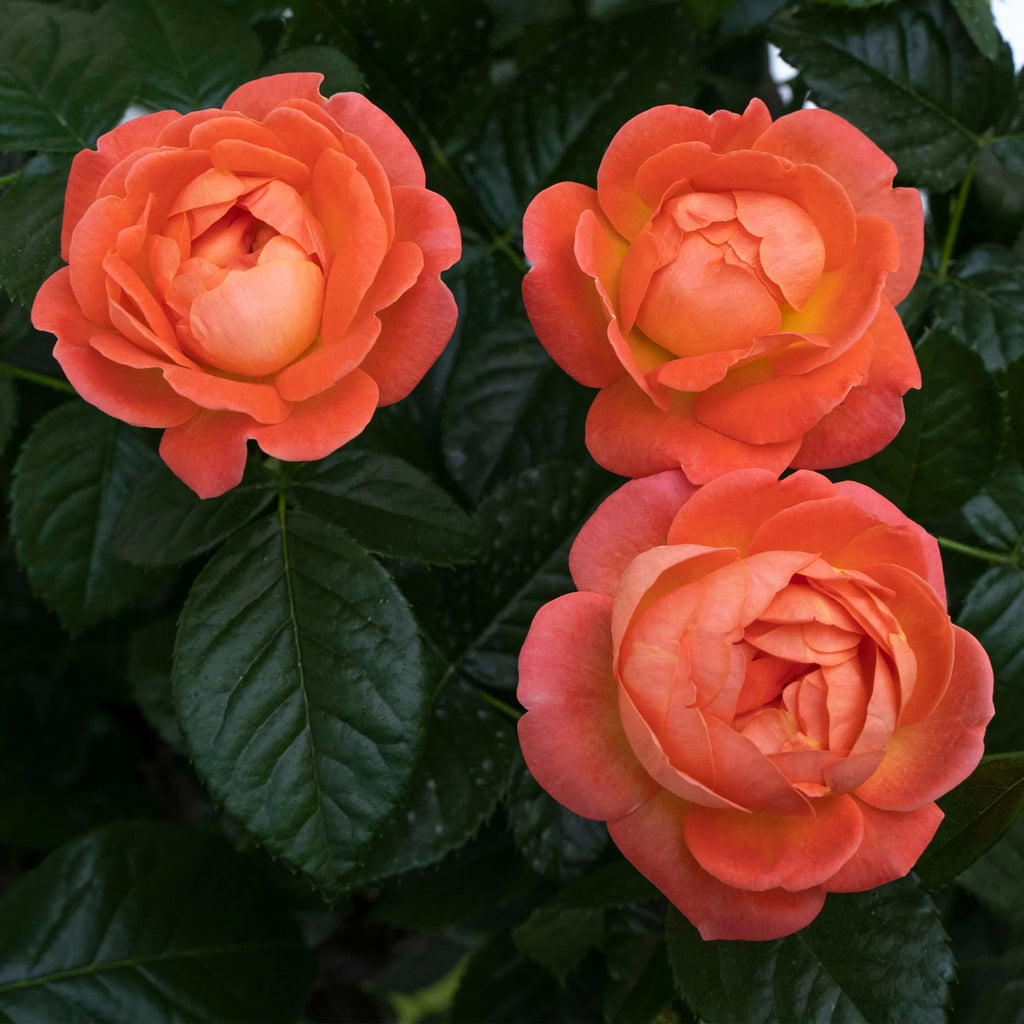 Orange Flowers Live Shrub (1 Gallon) J178