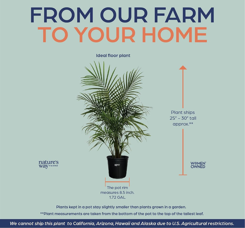 Majesty Palm Live Plant in Growers Pot, 3-4 Feet Tall T663