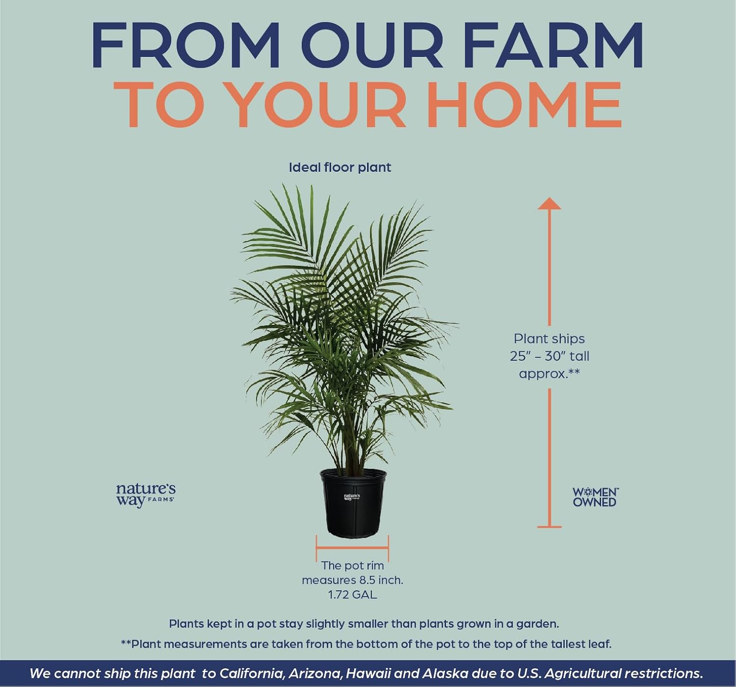 Majesty Palm Live Plant in Growers Pot, 3-4 Feet Tall T663