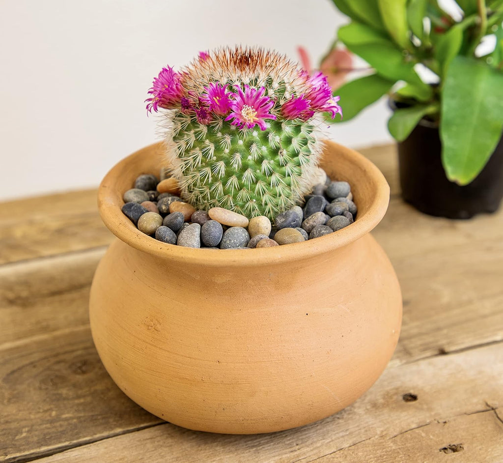 Assorted Cactus Plants Live Cactus Decor (4PK) C34809