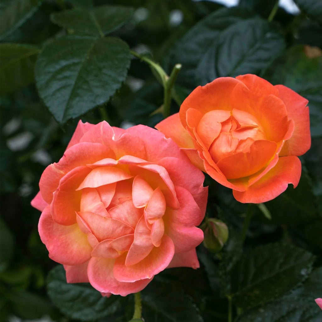 Orange Flowers Live Shrub (1 Gallon) J178