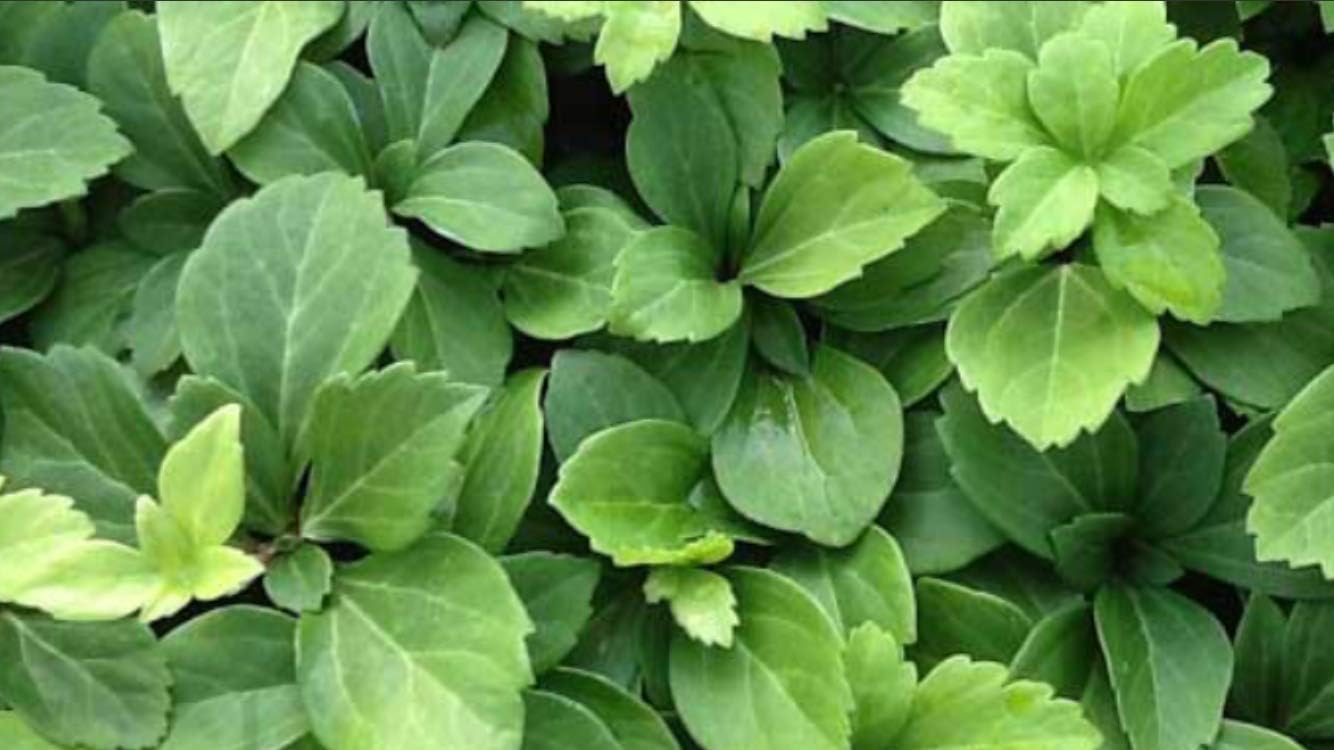 100 Bare Root Japanese Spurge Groundcover Plants P899451