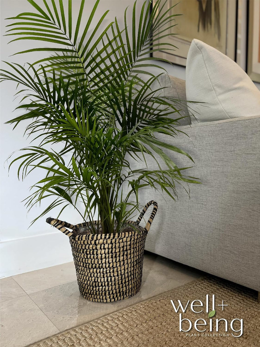 Majesty Palm Live Plant in Growers Pot, 3-4 Feet Tall T663
