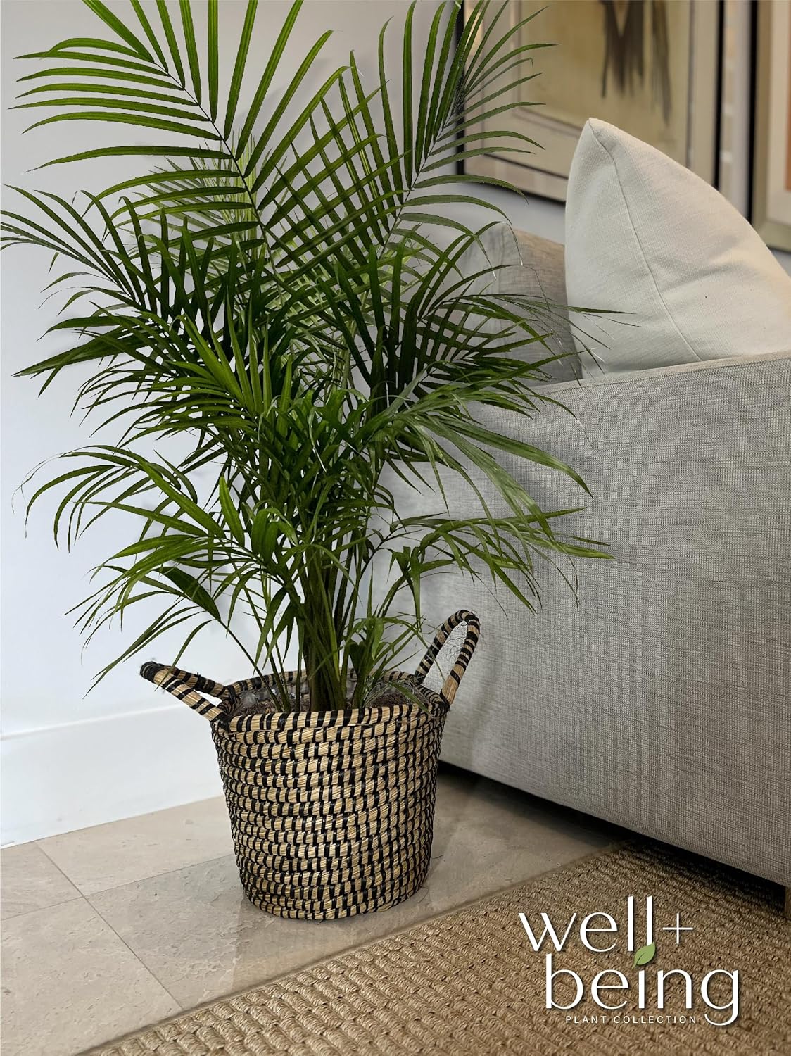 Majesty Palm Live Plant in Growers Pot, 3-4 Feet Tall T663