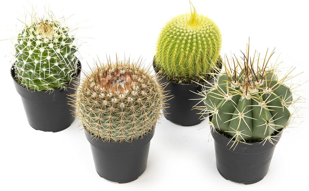 Assorted Cactus Plants Live Cactus Decor (4PK) C34809