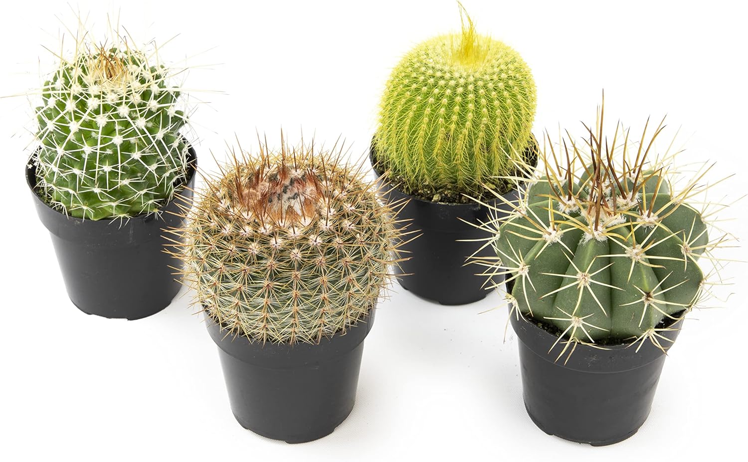 Assorted Cactus Plants Live Cactus Decor (4PK) C34809