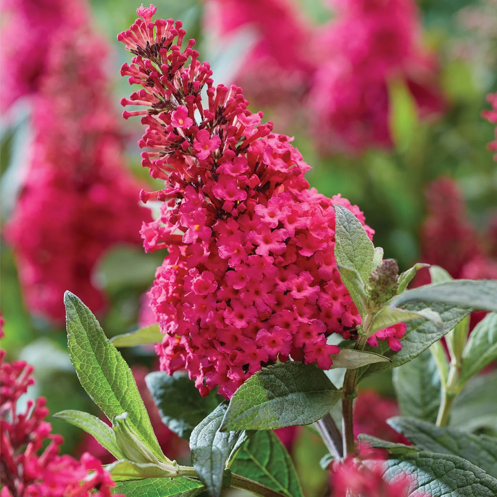 Pink Flowering Butterfly Bush (1.5 gal) R5776