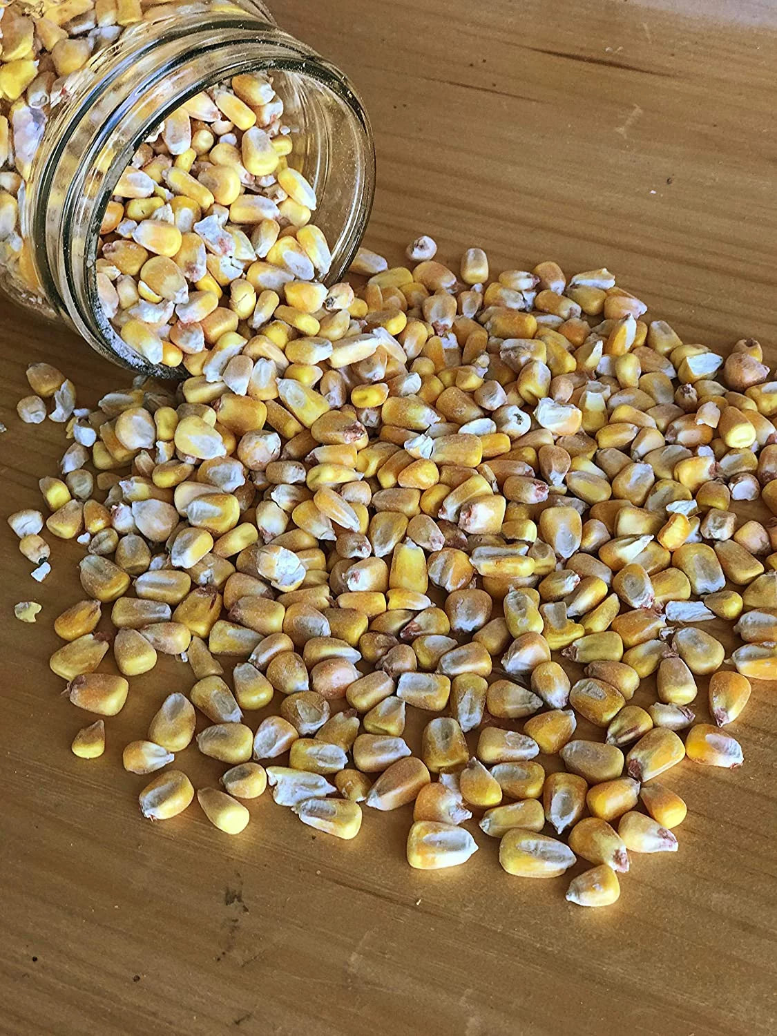 Shelled Corn Non-GMO 50 lb X59022