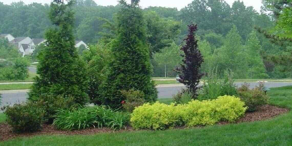 2.5" Pots Thuja Green Giant Arborvitae Trees H335