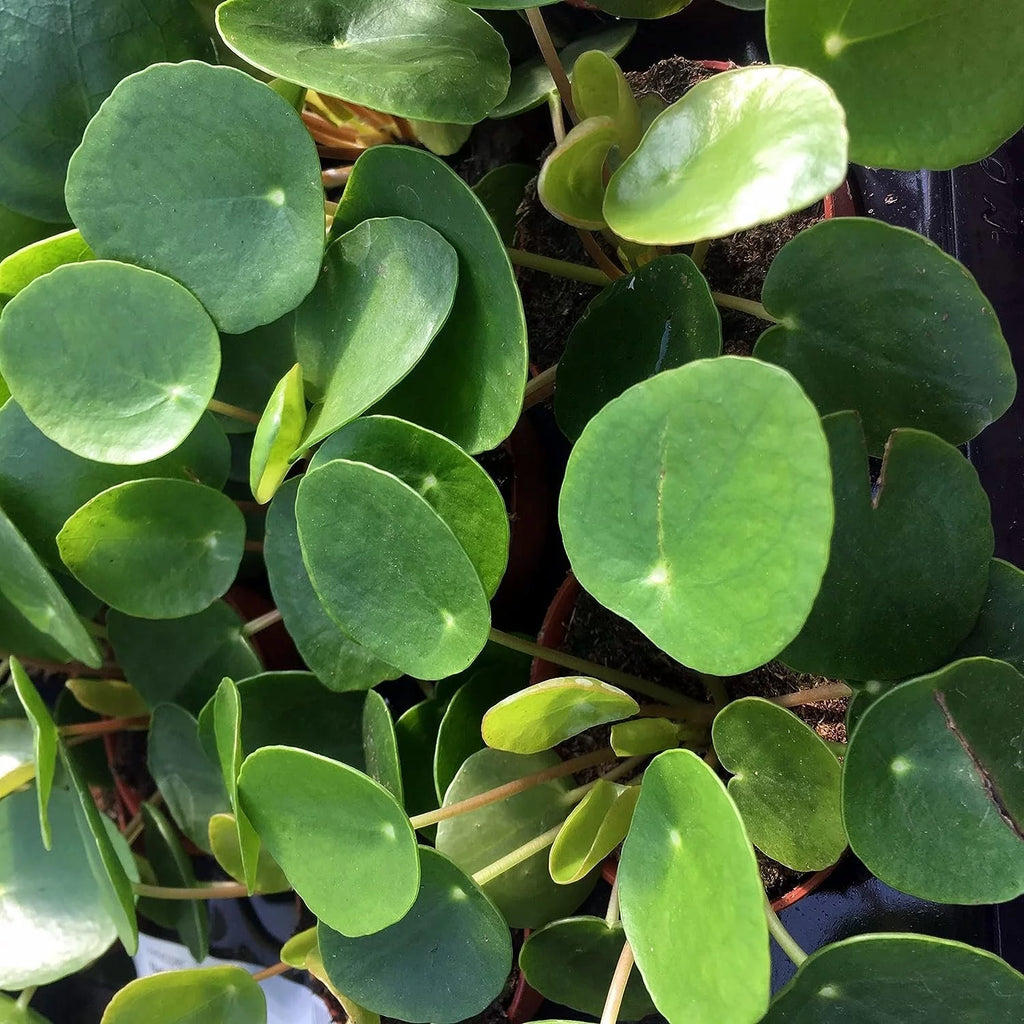 Chinese Money Plant - 1 Live Starter Plant - Pilea Peperomioides - Indoor Houseplant J1232