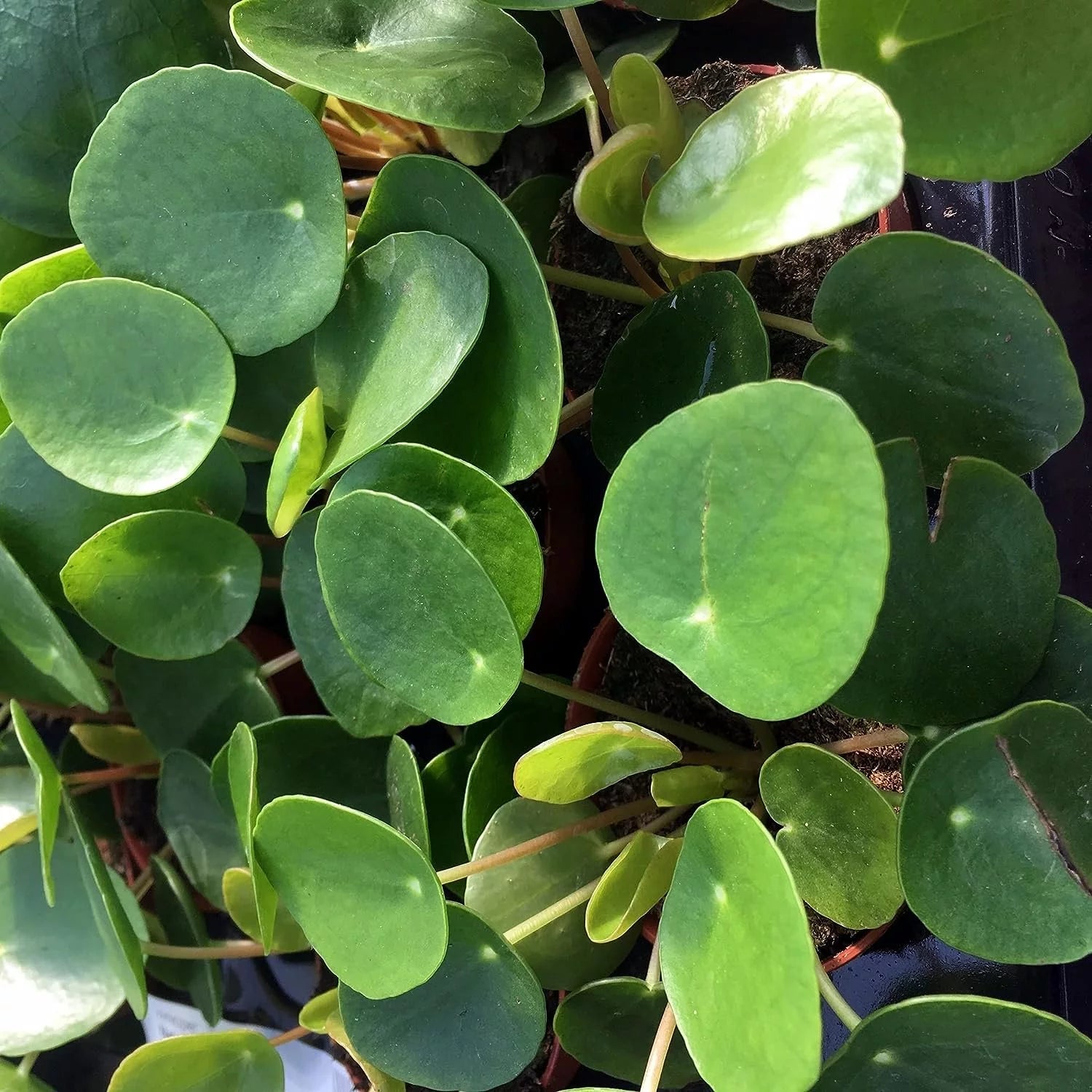 Chinese Money Plant - 1 Live Starter Plant - Pilea Peperomioides - Indoor Houseplant J1232