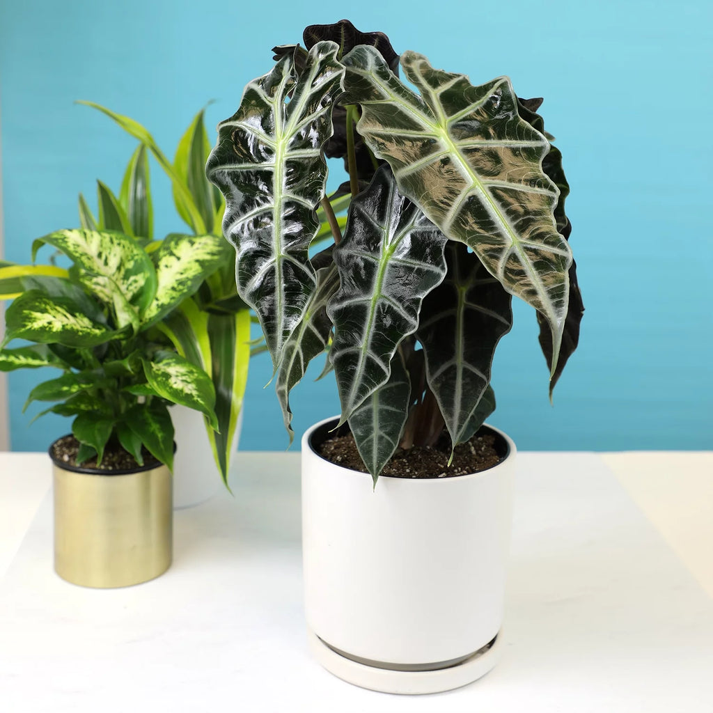 6" Alocasia Amazonica Polly Elephant Ear Plant L9128