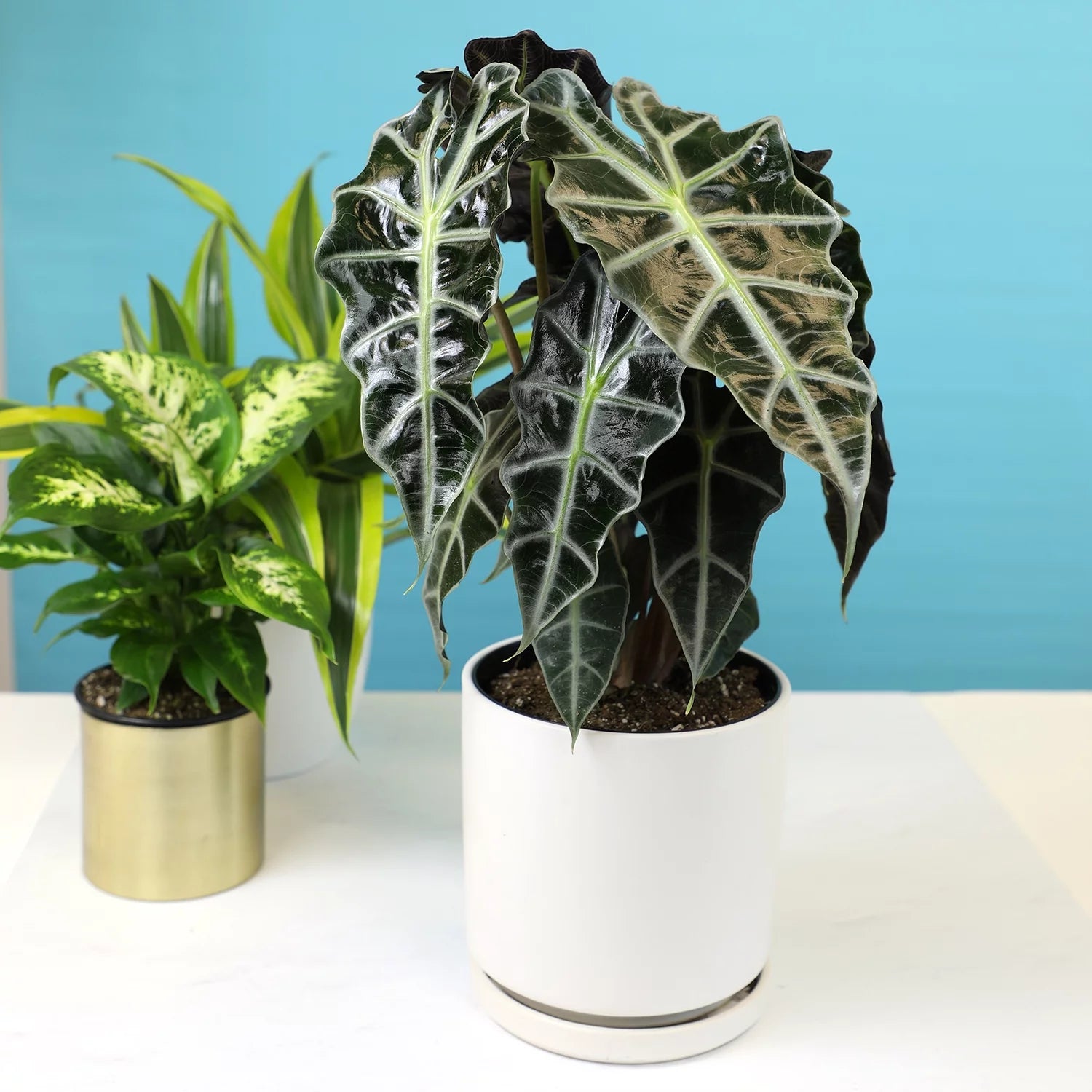 6" Alocasia Amazonica Polly Elephant Ear Plant L9128