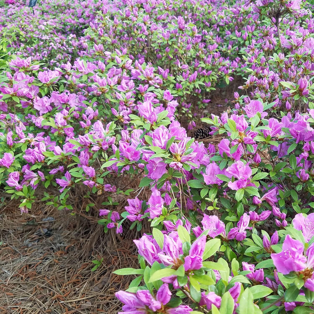 Purple Flowering Shrub (2 Gallon) Q913