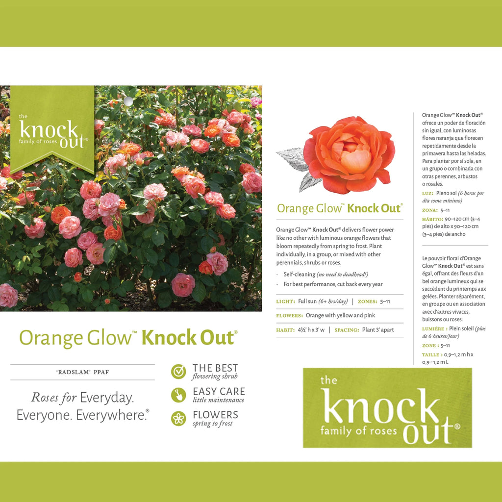 Orange Flowers Live Shrub (1 Gallon) J178