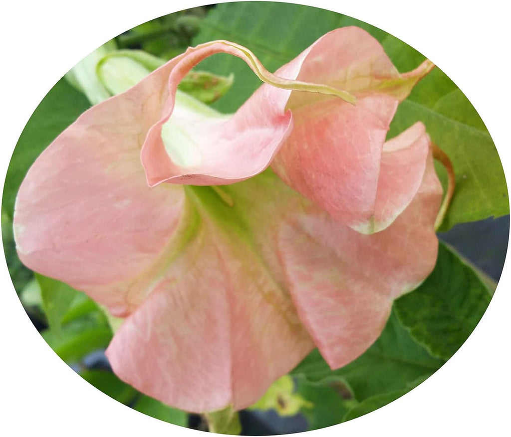Double Pink Fragrant Flowers Starter Size 4 Inch Pot D38655