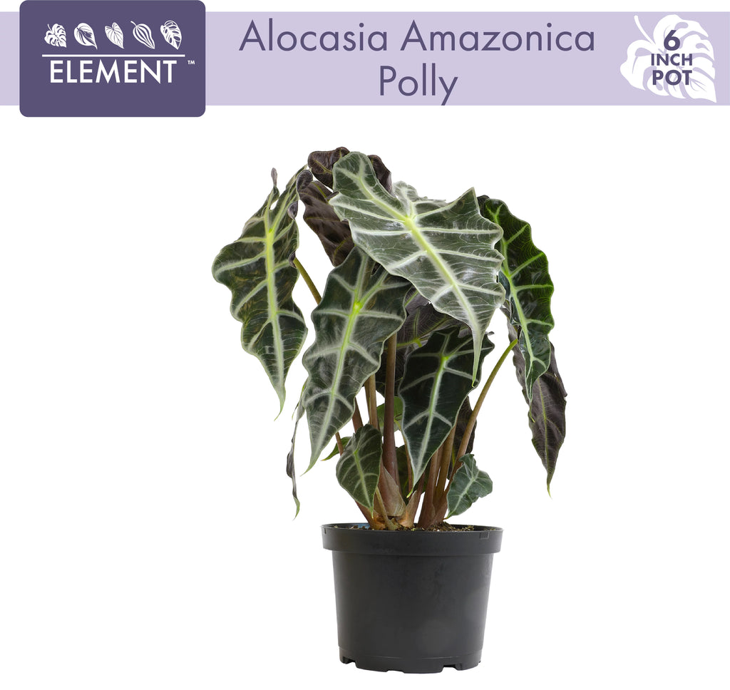 6" Alocasia Amazonica Polly Elephant Ear Plant L9128