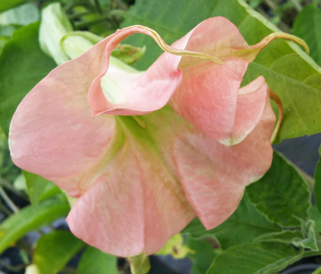 Double Pink Fragrant Flowers Starter Size 4 Inch Pot D38655