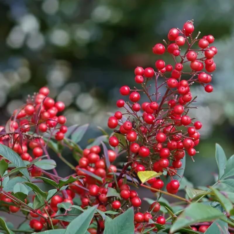 Ornamental Nandina Plant Live in Quart Pot K443920