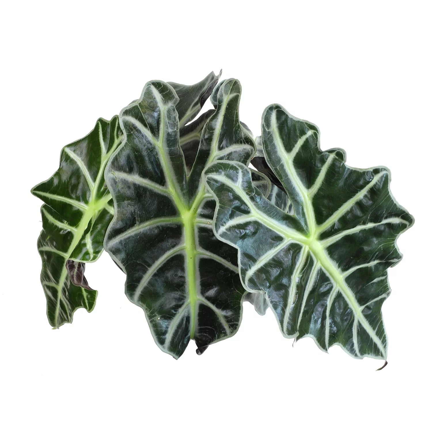6" Alocasia Amazonica Polly Elephant Ear Plant L9128