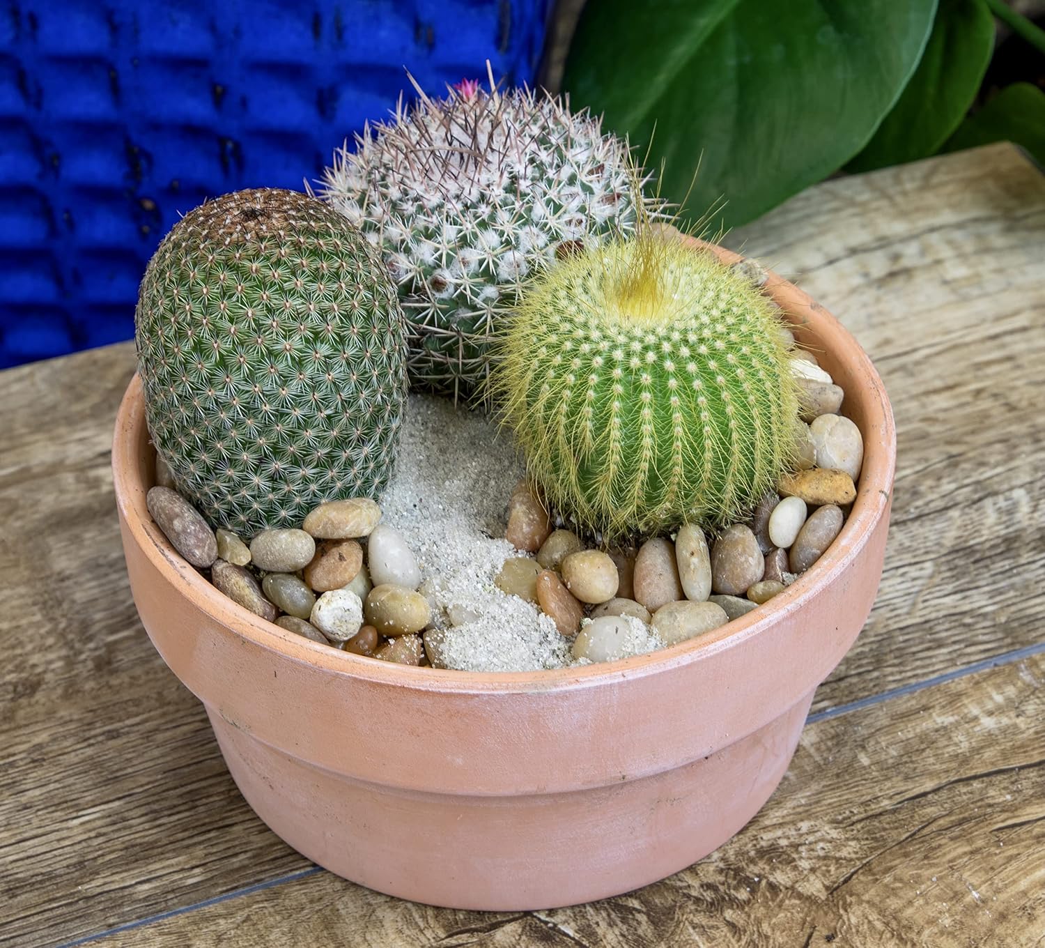 Assorted Cactus Plants Live Cactus Decor (4PK) C34809