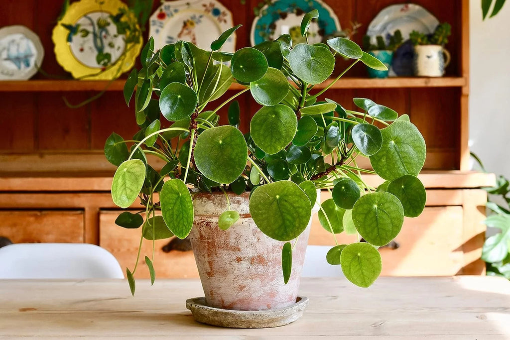 Chinese Money Plant - 1 Live Starter Plant - Pilea Peperomioides - Indoor Houseplant J1232