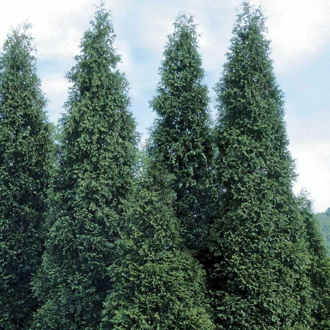 2.5" Pots Thuja Green Giant Arborvitae Trees H335