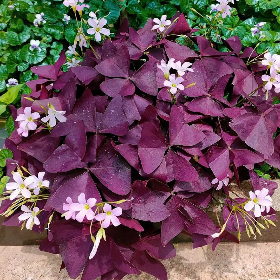 24 Purple Shamrocks Bulbs G65602