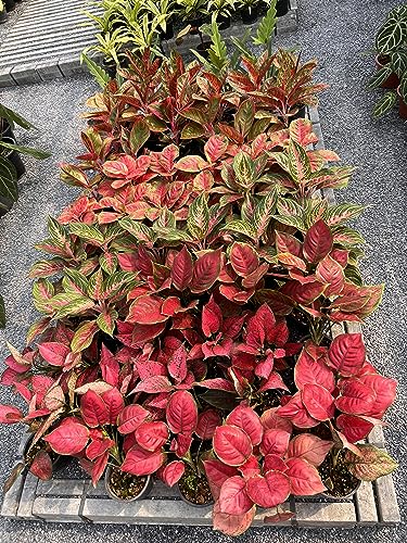 20-20-20 Water Soluble Fertilizer (2 Pounds) N371