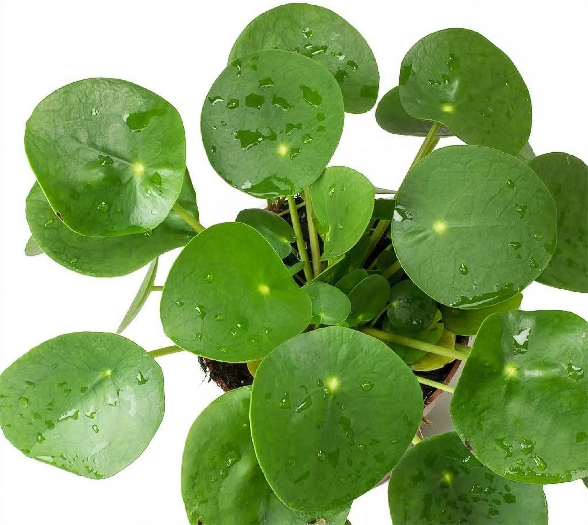 Chinese Money Plant - 1 Live Starter Plant - Pilea Peperomioides - Indoor Houseplant J1232