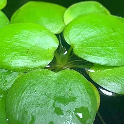 2 oz Duckweed Floating Pond Plant I16743