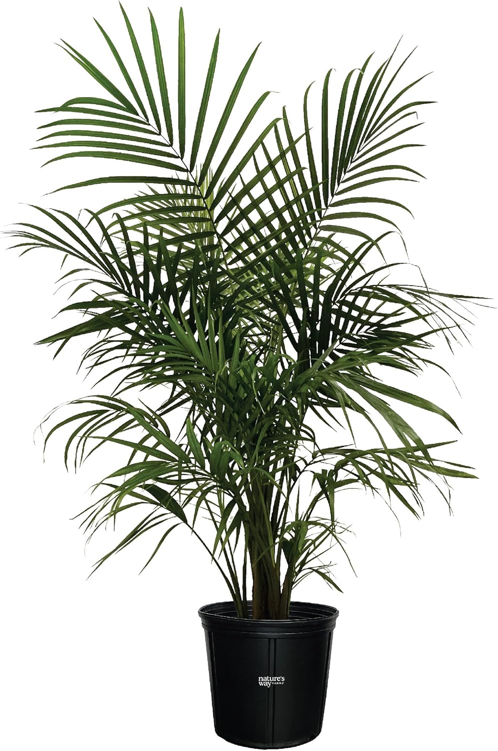 Majesty Palm Live Plant in Growers Pot, 3-4 Feet Tall T663