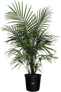 Majesty Palm Live Plant in Growers Pot, 3-4 Feet Tall T663