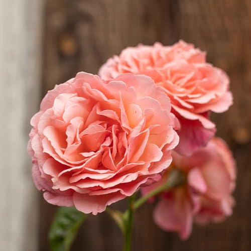 One Gallon Pink Climbing Rose Bush N733