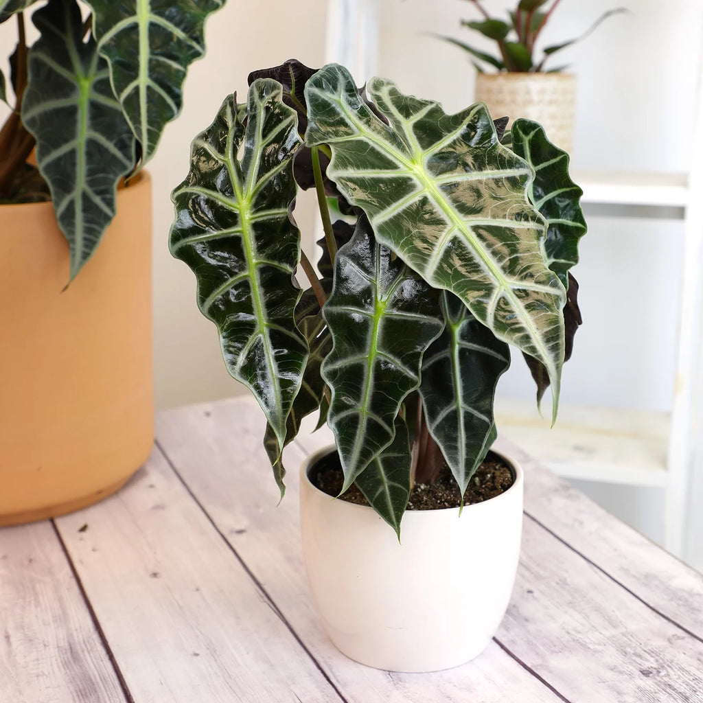 6" Alocasia Amazonica Polly Elephant Ear Plant L9128