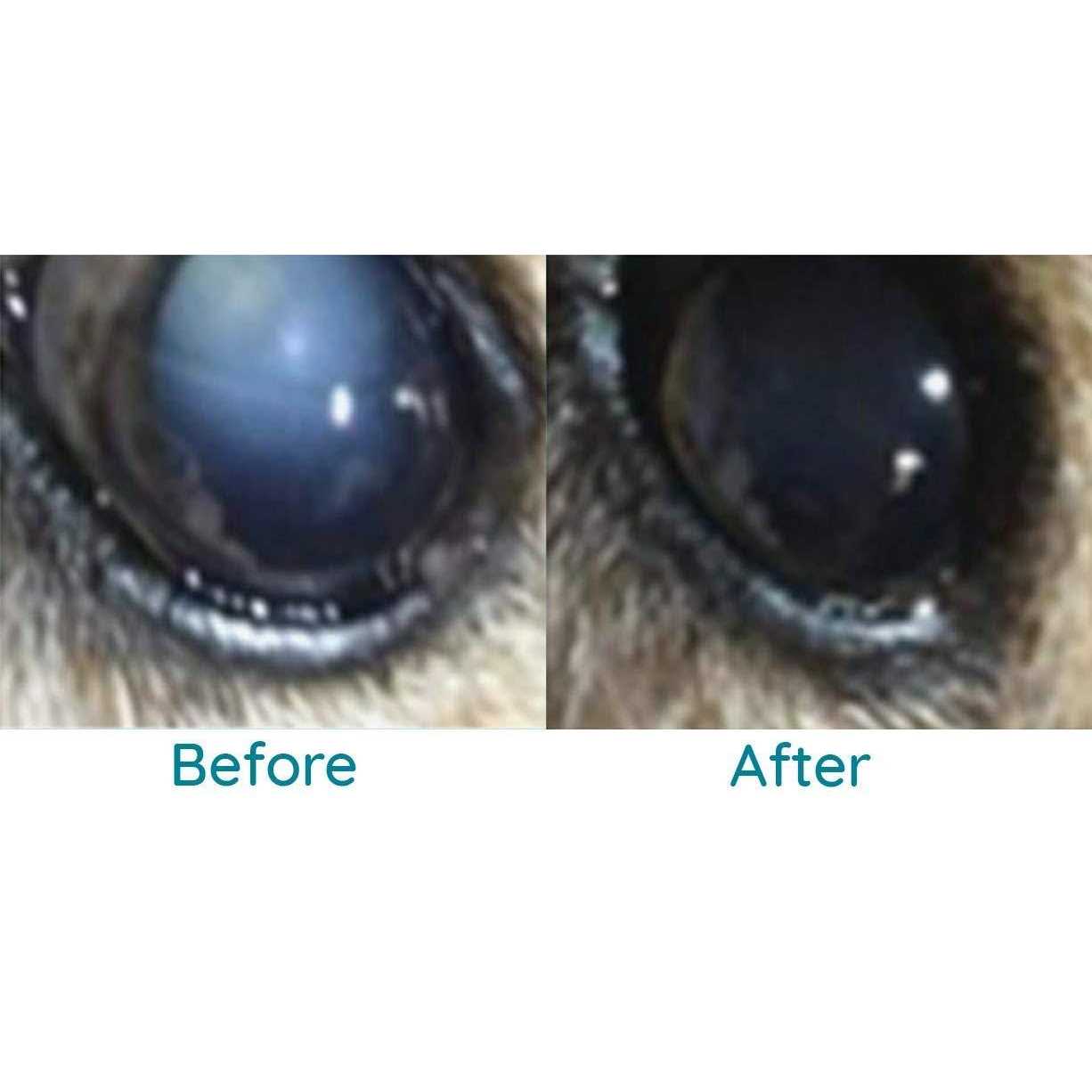 Pet Cataracts Eye Drops C1810