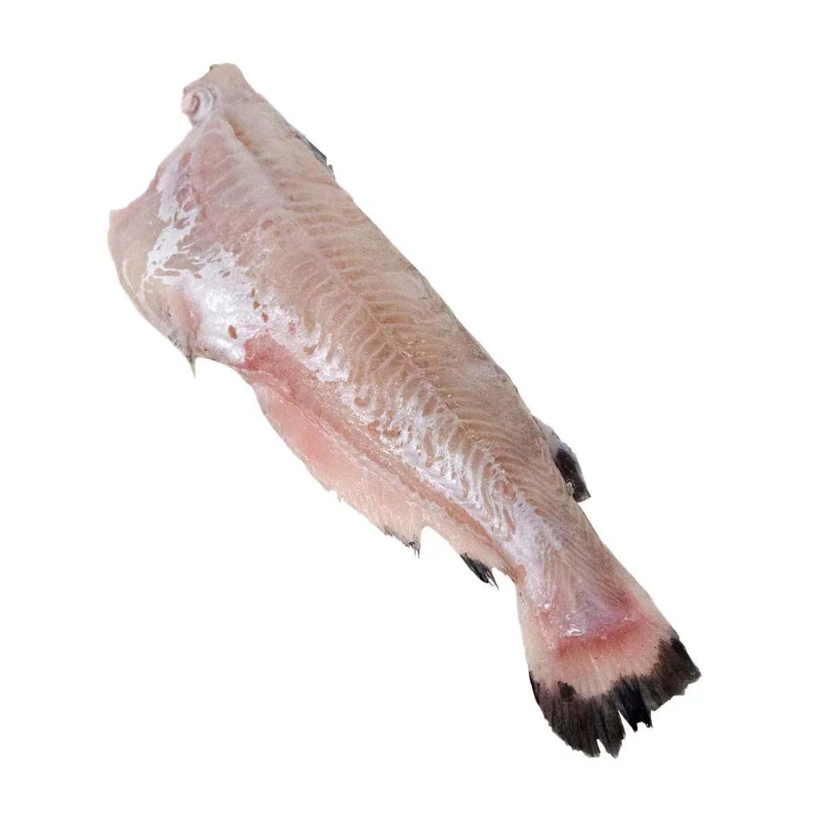 15 Pound Catfish A11062