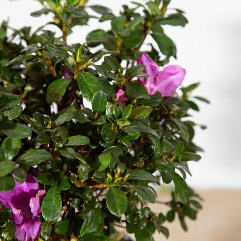 Purple Flowering Shrub (2 Gallon) Q913