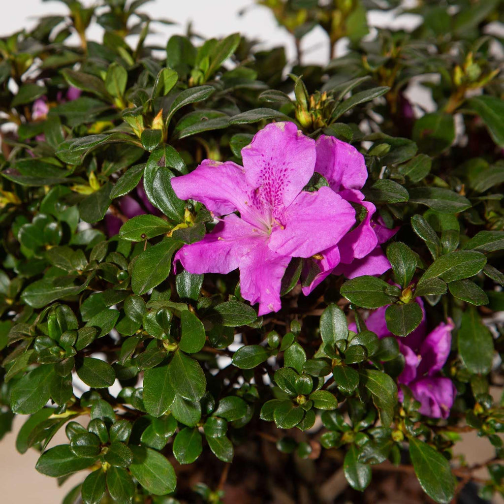 Purple Flowering Shrub (2 Gallon) Q913