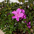 Purple Flowering Shrub (2 Gallon) Q913