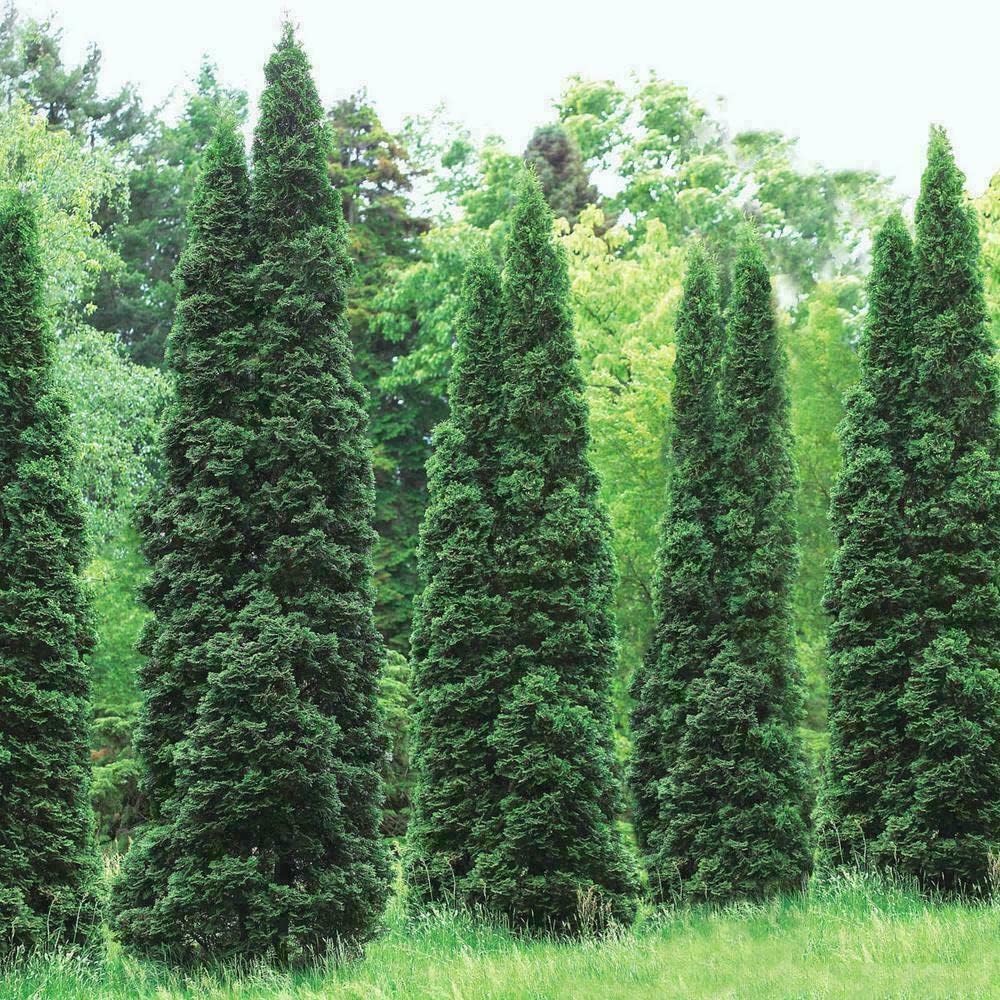 2.5" Pots Thuja Green Giant Arborvitae Trees H335