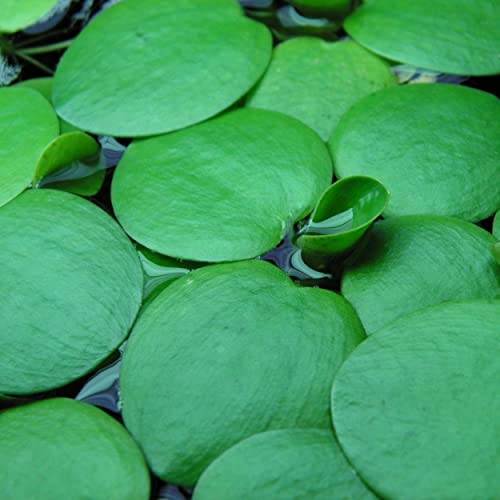 2 oz Duckweed Floating Pond Plant I16743