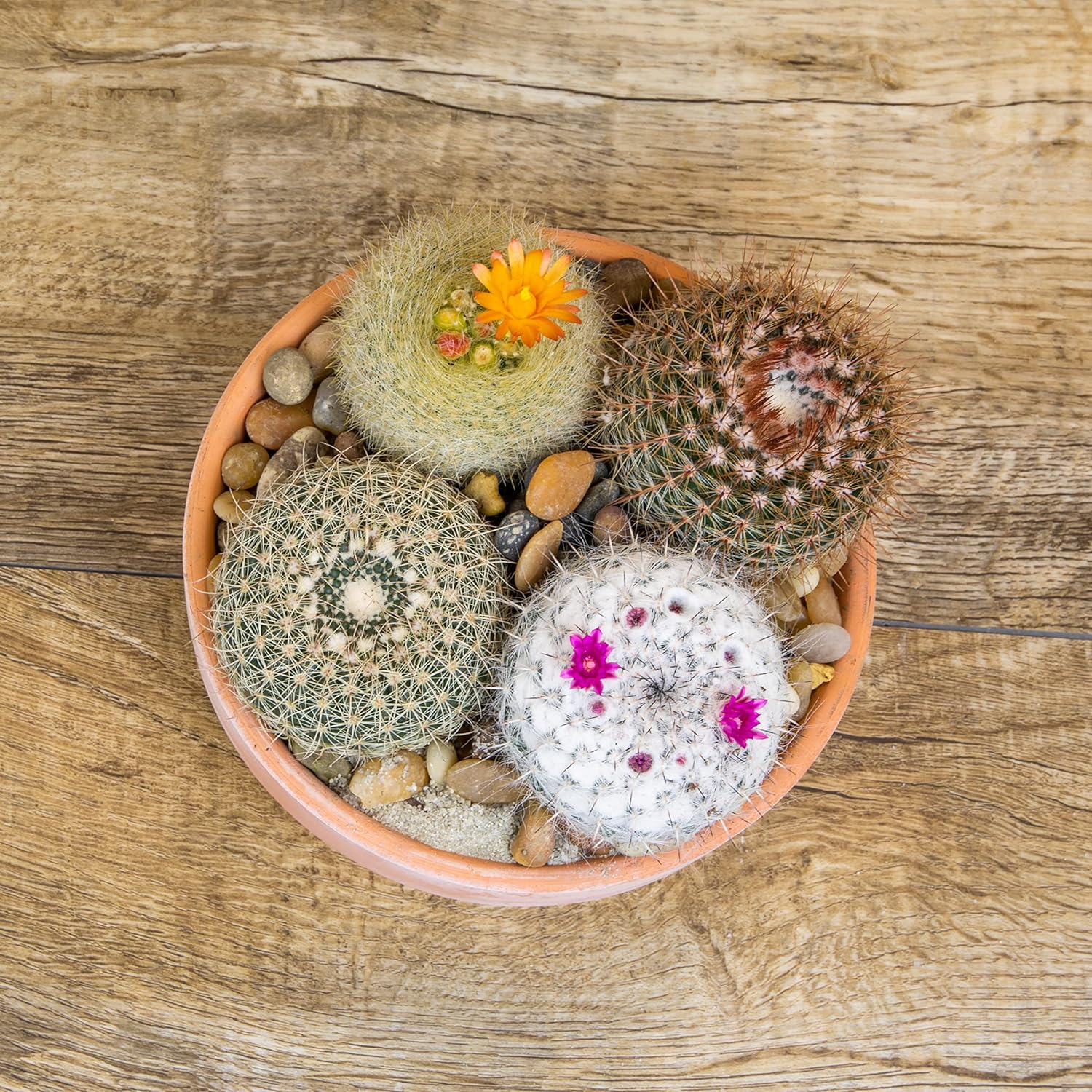 Assorted Cactus Plants Live Cactus Decor (4PK) C34809