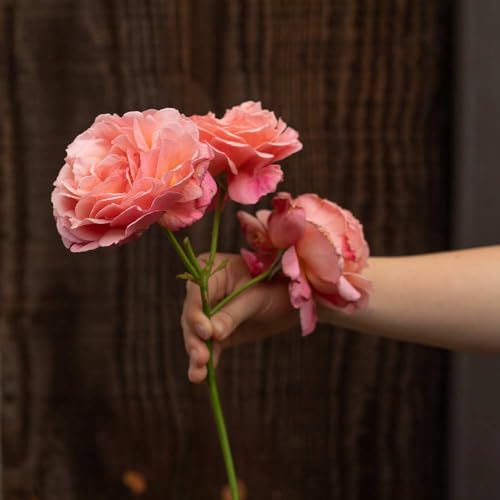 One Gallon Pink Climbing Rose Bush N733