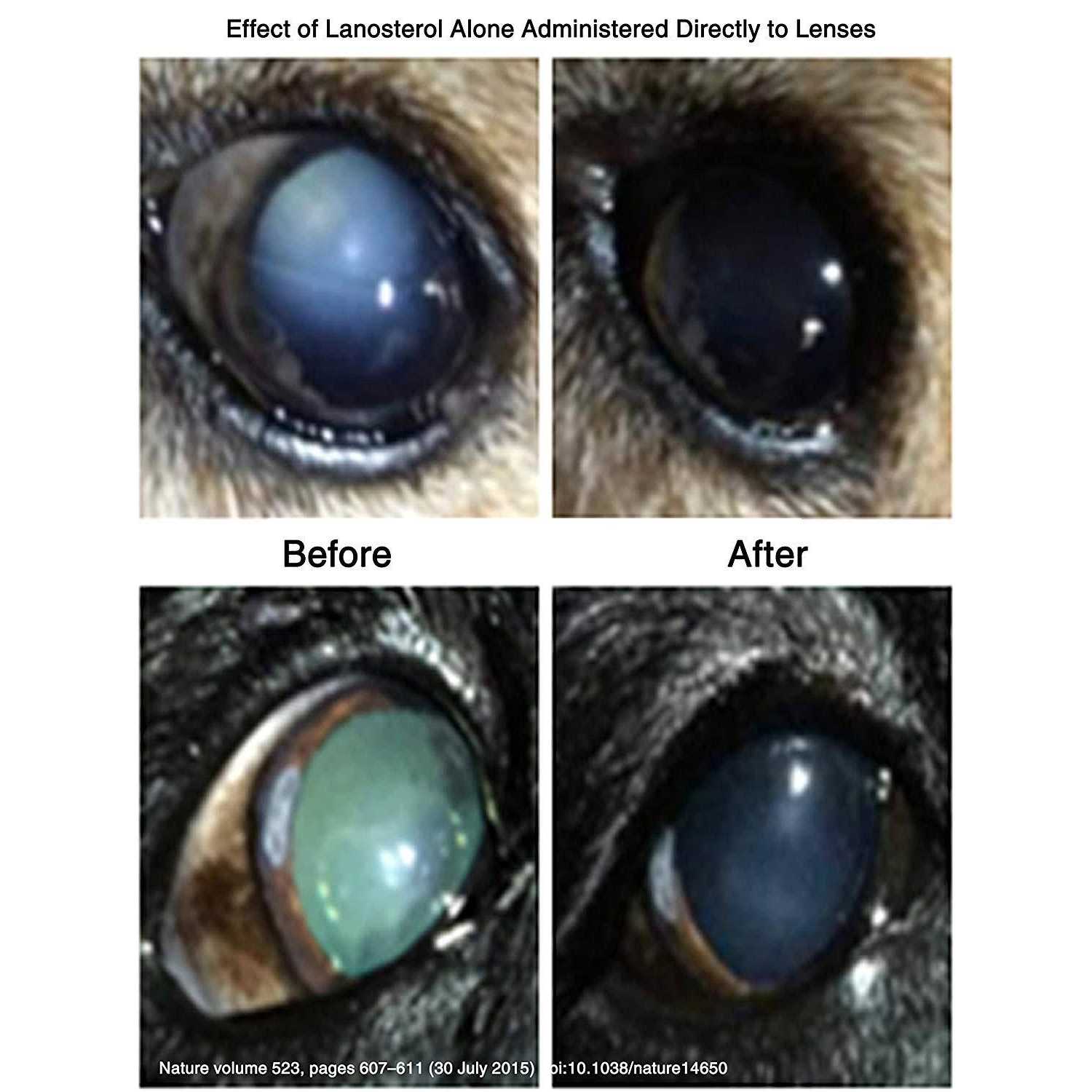 Pet Cataracts Eye Drops C1810