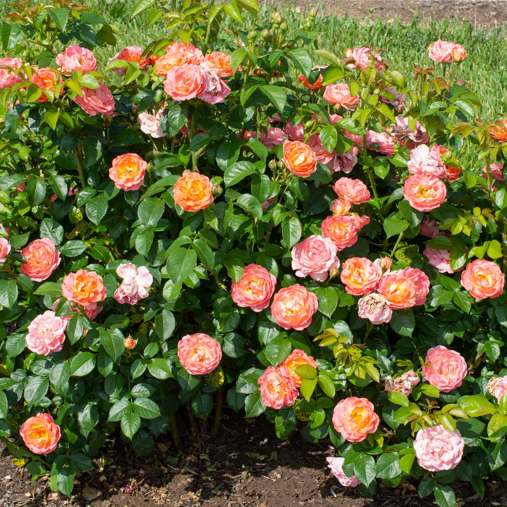 Orange Flowers Live Shrub (1 Gallon) J178