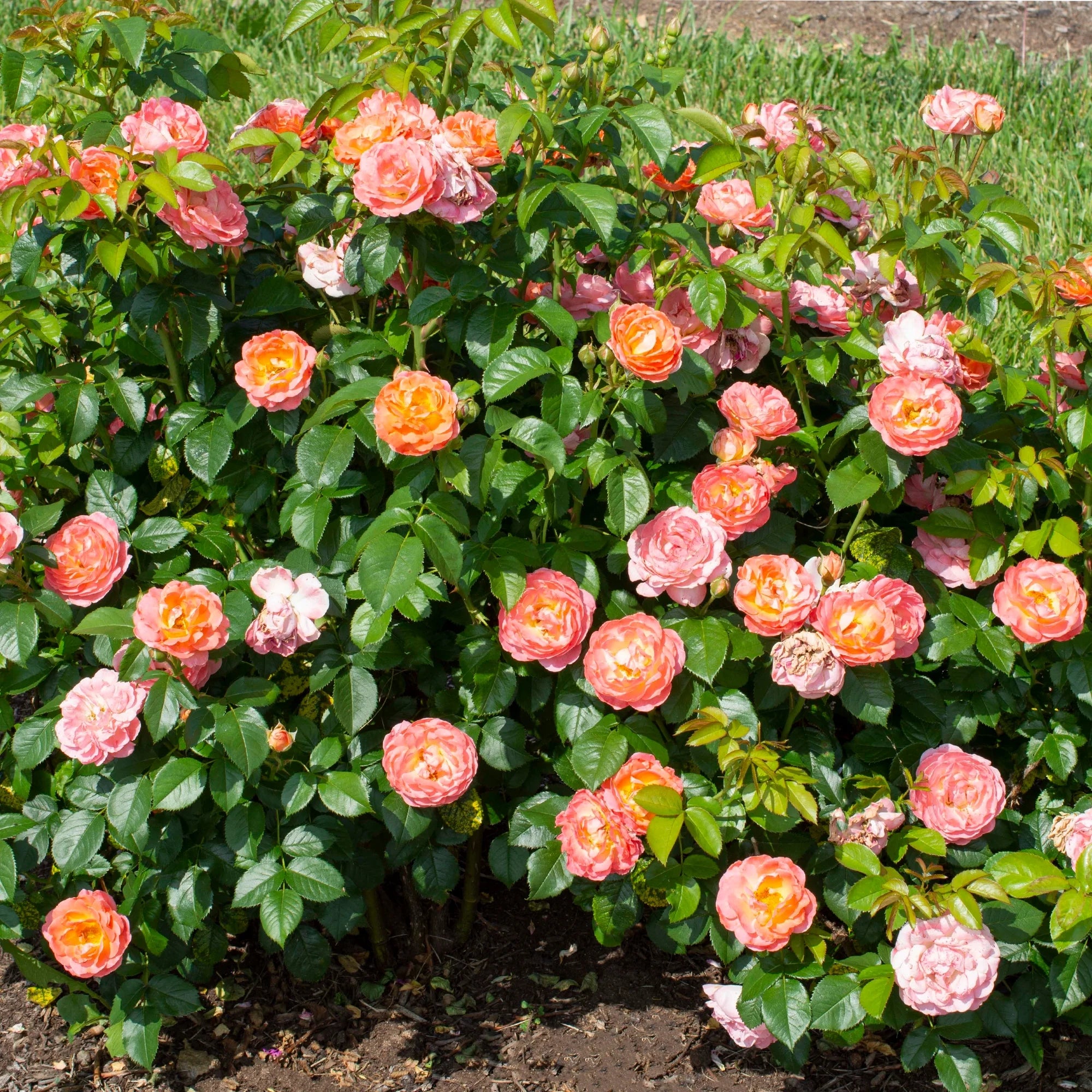 Orange Flowers Live Shrub (1 Gallon) J178