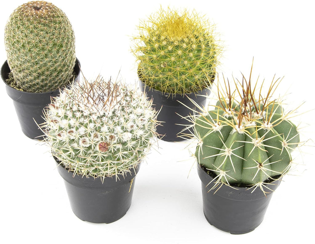 Assorted Cactus Plants Live Cactus Decor (4PK) C34809