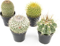 Assorted Cactus Plants Live Cactus Decor (4PK) C34809