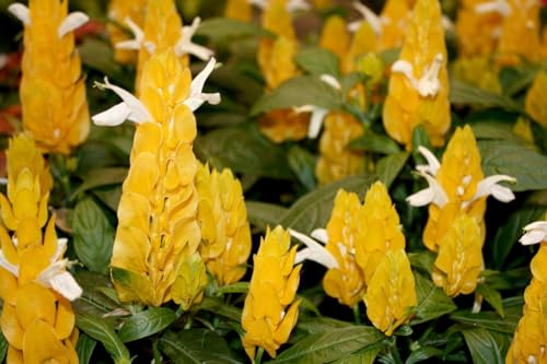 2 Golden Shrimp Plants, 3 to 6 Inc Long P284